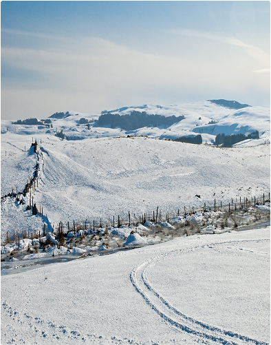 people-collecting-food-from-forest 1(1)